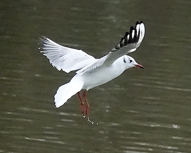 black-headed gull